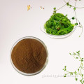 China Laminaria Japonicia/Seaweed Extract Powder Fucoidan 85% Supplier